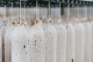 A close up picture of il porcellino's salami hanging in the drying room with protective mold on the salami.